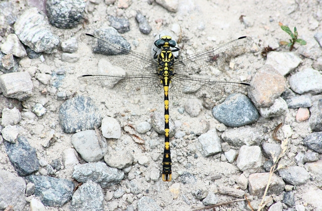 Onychogomphus uncatus